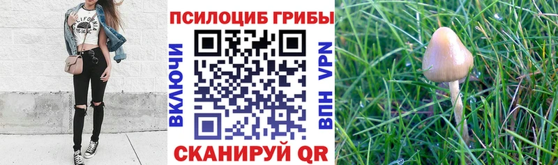 Псилоцибиновые грибы мицелий  Купить  Чехов 